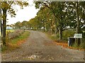 SK7530 : A row of sycamores with autumn colours by Alan Murray-Rust