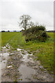 SU4257 : Hedgerow with hedgerow tree by P Gaskell