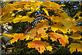 NJ3457 : Norway Maple (Acer platanoides) by Anne Burgess