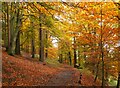 NT3337 : Autumn in Pirn Community Wood, Innerleithen by Jim Barton