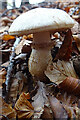 NJ2850 : Fungus by Anne Burgess