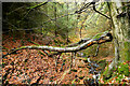 NZ0326 : Fallen Beech branch in Tinker Hills Plantation by Andy Waddington