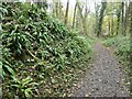 SK3523 : Hart's tongue fern, Ticknall limeyards by Christine Johnstone