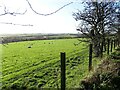 NZ1049 : Grazing field next to the railway path by Robert Graham