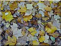 SO7745 : Autumn leaves in Priory Park by Philip Halling