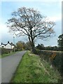 SJ9833 : Roadside tree, Summerhill by Christine Johnstone