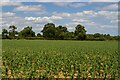 TM3755 : Maize field off Walk Farm Road, Tunstall by Christopher Hilton