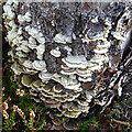 NJ4563 : Fungi on a Tree Stump by Anne Burgess