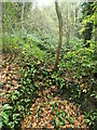 SK3721 : Remains of a lime kiln, Dimminsdale nature reserve by Christine Johnstone