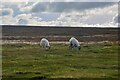 NZ0045 : Muggleswick : Countryside Scenery by Lewis Clarke