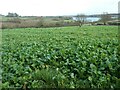 SK3623 : Turnip field, west of Derby Hills Farm by Christine Johnstone