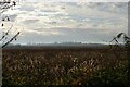 TM4656 : View onto Aldeburgh Marshes by Christopher Hilton