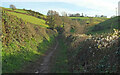 SX8855 : Greenway Walk on Combe Lane by Derek Harper