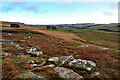 NY9187 : East end of Staniel Heugh by Andrew Curtis