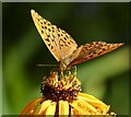 ST1334 : Silver washed fritillary butterfly by Marika Reinholds