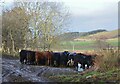 NT1235 : Cattle at the feeder by Jim Barton