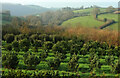 SX8457 : Countryside west of Stoke Gabriel by Derek Harper