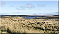 NZ0043 : Rushes at the head of the valley of Waskerley Beck by Trevor Littlewood