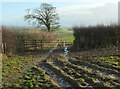 SX7666 : Bridleway to Tidwell by Derek Harper