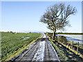 NZ0735 : Road to Chatterley with lone tree by Trevor Littlewood