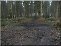 TG3130 : Woodland track junction by David Pashley