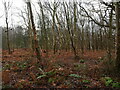 TG3429 : Area of scrub Birch Crostwight Heath by David Pashley