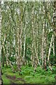 SK6268 : Lots of Birches by David Lally