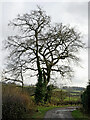 SO8894 : Farm road and oak tree near Spring Hill, Wolverhampton by Roger  D Kidd