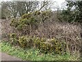 SJ6950 : Gorse bank near Wybunbury by Jonathan Hutchins