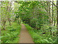 NH5250 : Footpath through Ord Wood  by Stephen Craven