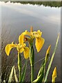 SJ7948 : Yellow Iris by Bateswood lake by Jonathan Hutchins