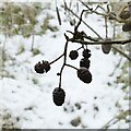 SK6244 : Frost in Gedling Country Park  13 by Alan Murray-Rust