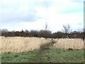 SJ7948 : Path between Bateswood CP and Halmer End by Jonathan Hutchins