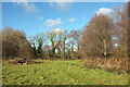 SX8474 : Trees, Teign flood plain by Derek Harper