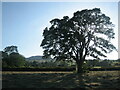 SO5095 : Silhouetted tree north-west of Cardington by Pete Walker