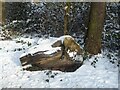 NY9363 : Reclining log at the entrance to Gallowsbank Wood by Oliver Dixon