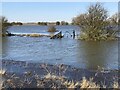 TF3802 : A flooded Morton's Leam - The Nene Washes by Richard Humphrey