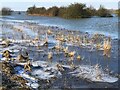 TF3802 : Frozen water next to Morton's Leam - The Nene Washes by Richard Humphrey