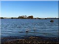 TF3801 : Floating debris, reeds and a lone bush in the floodwater - The Nene Washes by Richard Humphrey