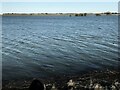 TF3701 : Between 1 and 2 metres deep - The Nene Washes by Richard Humphrey