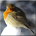 NJ3560 : Robin (Erithacus rubecula) by Anne Burgess