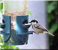 SJ9593 : Coal Tit (Periparus ater) by Gerald England