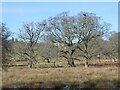 SX9784 : Heronry, Powderham Park by David Smith