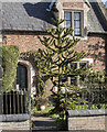 TF1258 : Monkey Puzzle tree, Timberland by Julian P Guffogg