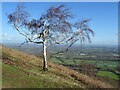 SO7642 : Silver birch tree by Philip Halling