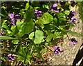 SX8960 : Violets, Keysfield Road, Paignton by Derek Harper