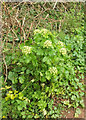 SX8862 : Alexanders, Occombe valley by Derek Harper