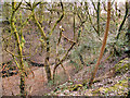 SD8103 : Prestwich Clough by David Dixon