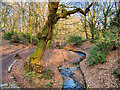 SD8003 : Deyne Brook, Prestwich Clough by David Dixon