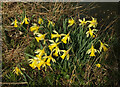 SX8573 : Daffodils by the Teign by Derek Harper